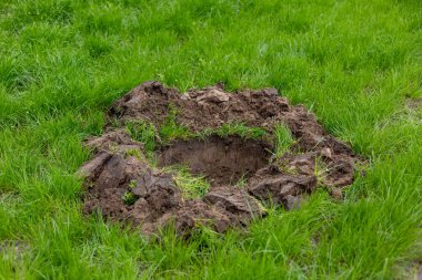 Bahçeye ağaç dikmek için çukur kazmak, ya da şehrin sokaklarına ya da bulvarlarına.