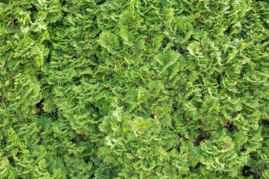 Yeşil thuja hedgerow yakın plan fotoğrafı. Thuja arka plan duvar kağıdı dokusu. Thuja ağaçlarının yeşil yaprakları. Evergreen kozalaklı ağaç. Yeşil santral duvar arkaplanı, yakın plan.