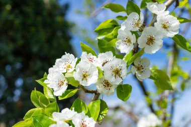 Armut çiçekli bir dal, armut çiçeği. Seçici odaklanma. Yakın plan..