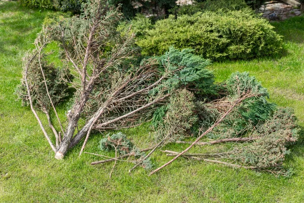 Κομμένα Κύβους Κλαδιά Κωνοφόρων Δένδρων Γρασίδι Στον Κήπο Της Αυλής — Φωτογραφία Αρχείου