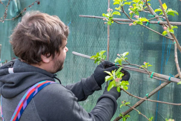 Jardinero Joven Con Podadora Secador Rama Manzano Jardín Primavera Gente — Foto de Stock