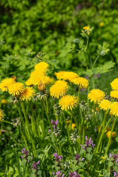 Yellow flowers of dandelion meadow with flowers in spring. Close-up.