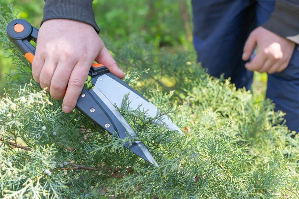 stock image Spring gardening. Garden shears or secateur in male hands close-up cutting a hedge.Plant pruning.Gardening and plant formation concept. Gardening Tools. Pruning thuja or juniper.