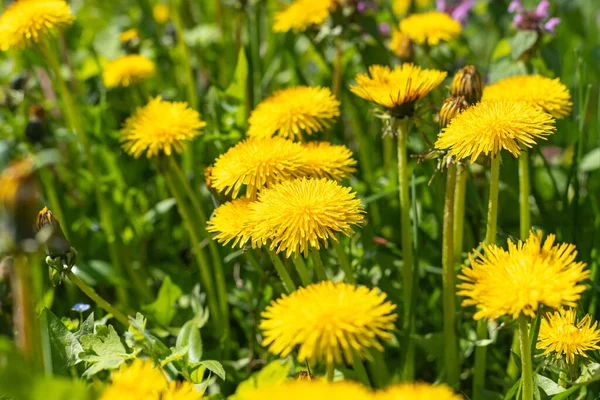 蒲公英草地上的黄色花朵 春天开满鲜花 后续行动 图库照片