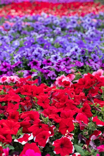Цвіте Щорічно Розсадою Квітів Петунії Сучасній Теплиці Навесні Різні Петунії — стокове фото
