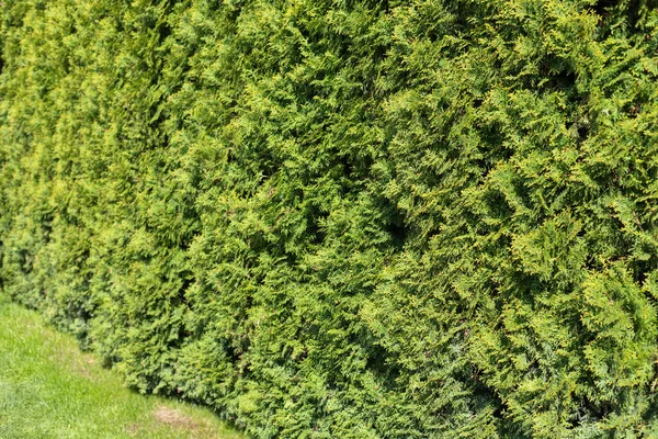 Wysoki Zielony Żywopłot Wysoka Żywopłot Wiecznie Zielonego Arborvitae Thuja Pobliżu — Zdjęcie stockowe