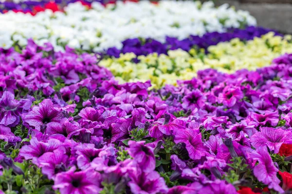 stock image Cultivar annual Petunia flowers seedlings in the modern greenhouse in spring. Various petunias in the greenhouse.