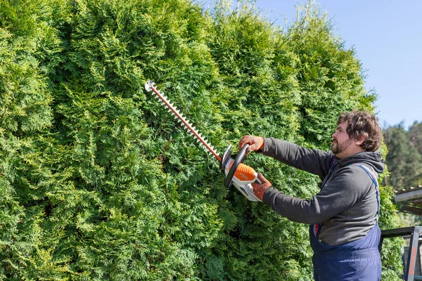 stock image Male gardener in uniform using electric hedge cutter for trimming overgrown thuja during summer time. Coniferous trees hedge trimmer to fit the shape. Gardening at summer.