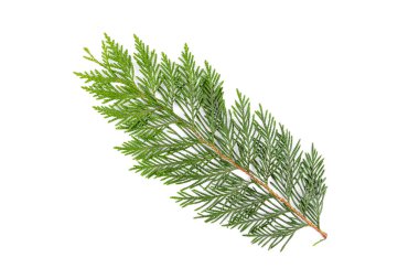 Yeşil thuja dalı beyaz arka planda izole edilmiş. Paketleme, tasarım, model ve sahne oluşturucu için öge.