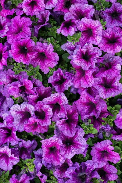Petunyalar Parlak Mor Güzel Petunya Çiçekleri Çiçek Yakın Plan — Stok fotoğraf
