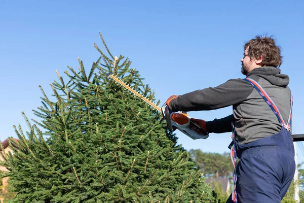 Coniferous trees are trimmed with an electric hedge trimmer to fit the shape. A man cuts a spruce with a trimmer. Standing on the ladder.