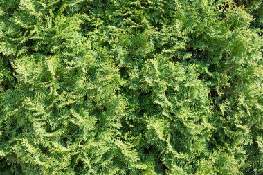 Yeşil thuja hedgerow yakın plan fotoğrafı. Thuja arka plan duvar kağıdı dokusu. Thuja ağaçlarının yeşil yaprakları. Evergreen kozalaklı ağaç. Yeşil santral duvar arkaplanı, yakın plan.