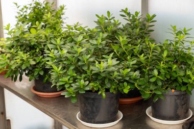 Bir çok plastik tencere ve açelya çiçeği fidanı dikmek için hazırlandı. Mevsimlik bitki nakli. Rhododendron çalıları bir seradaki siyah plastik kaplarda, ilkbaharda ekmek için fideleri hazırlıyor. Çocuk odası satışı. Peyzaj