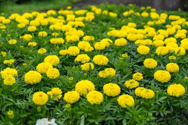 Kap içinde sarı kadife çiçeği fideleri. Bahçe için fidan. Bahçedeki sarı kadife çiçeği. Yakın plan. Seçici odak.
