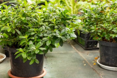 Rhododendron çalıları bir seranın zemininde siyah plastik bir tencerede, fideleri filizlendirmek için ilkbaharda hazırlar. Çiçek yetiştirmek için hazırlanmış rhododendron açelyası olan plastik demlik. Mevsimlik bitki nakli. Yakın plan. Peyzaj tasarımı 