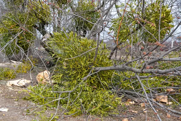 Mistletoe Cutted Branches Mistletoe Viscum Album Parasite Plant Growing Trees — Stock Photo, Image