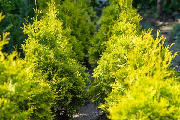 Plantation Rows Little Green Thuja Conifer Cypress Pine Trees Sunny — Stock Photo, Image