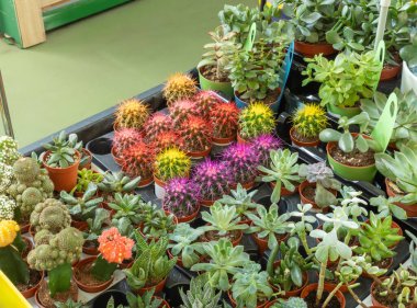 Mağazadaki rafta renkli kaktüsler var. Bir seradaki çeşitli renkli kaktüsler ve diğer sulu bitkiler. Farklı türde küçük kaplarda dekoratif küçük kaktüsler..