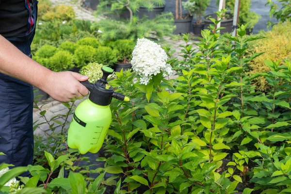 Jardinero Rociando Hortensias Con Agua Insecticidas Fungicidas Plagas Moho Oidio — Foto de Stock