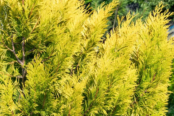 stock image False cypress branch is an evergreen shrub with golden-green needles illuminated by sunlight on a summer day. Close-up.