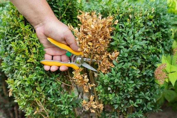 Hände Eines Gärtners Der Trockene Gelbe Zweige Von Buchsbäumen Mit — Stockfoto