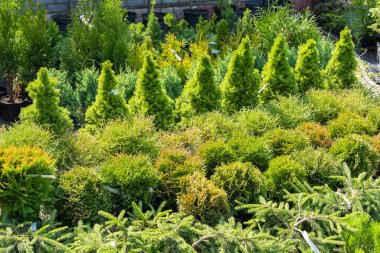 Bahçenin merkezinde bir sürü kozalaklı bitki ve ağaç var. Evergreen çalıları, açık havada saksılarda bitkiler, bahçe merkezinde bitkiler..