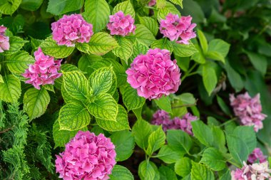 Ortanca bahçesi. Güzel bir ortanca çiçeği, pembe menekşe rengi, büyük bir şişkinlik. Çiçek açan büyük yapraklı ortanca (Hydrangea makrophylla) yaz bahçesinde.