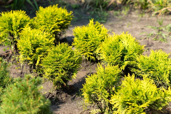 Plantacja Rzędami Małych Zielonych Thuja Conifer Cypress Sosny Słoneczny Dzień — Zdjęcie stockowe