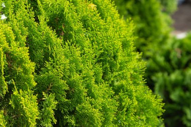 Thuja arka plan duvar kağıdı dokusu. Thuja ağaçlarının yeşil yaprakları. Yeşil thuja hedgerow yakın plan fotoğrafı. Evergreen kozalaklı ağaç. Seçici odak.