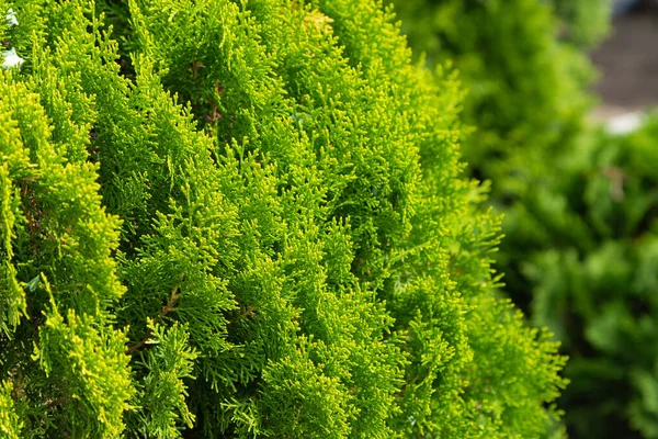 Thuja Pozadí Tapety Textury Detailní Záběr Zelených Listů Stromů Thuja — Stock fotografie