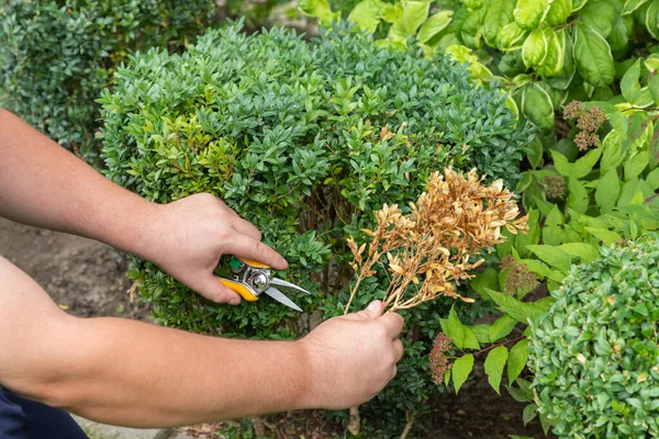 Mãos Jardineiro Que Está Removendo Ramos Amarelos Secos Arbustos Madeira Fotos De Bancos De Imagens
