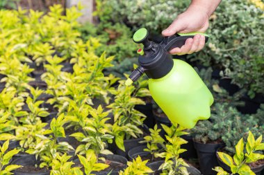 Böcek koruması, genç ağaçlar ve çalılar umursuyor. Bahçıvan altın yaprakları özel su, böcek ilacı ve küf, oidium ve diğer haşerelerden mantar ilaçları sıkarak yeni bitkilerin bakımını üstlendi..