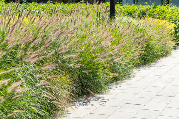 Garden landscape with perennials and ornamental grasses in garden border or city square in summer and autumn. Decorative grasses and cereals in landscape design. Autumn garden.