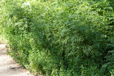 Ragweed çalıları. Ambrosia artemisiifolia yaz ve sonbaharda alerji yapıyor. Ragweed yüzünden hapşırıyor. Ambrosia polen alerjisi konsepti.