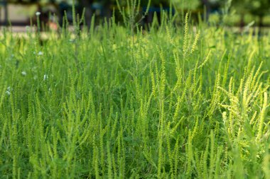 Ragweed çalıları. Ambrosia artemisiifolia yaz ve sonbaharda alerji yapıyor. Ragweed yüzünden hapşırıyor. Ambrosia polen alerjisi konsepti. Ön manzara. Yakın plan..