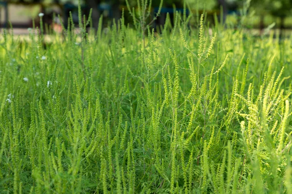 Ragweed Büsche Ambrosia Artemisiifolia Verursacht Sommer Und Herbst Allergien Niesen Stockbild