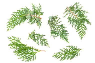 Thuja Orientalis yaprak parçası bırakır. Tıbbi Tesis. White 'ta izole edilmiş. Beyaz arka planda gölgeli bir yeşil thuja dalı. Paketleme, tasarım, model ve sahne oluşturucu için öge.