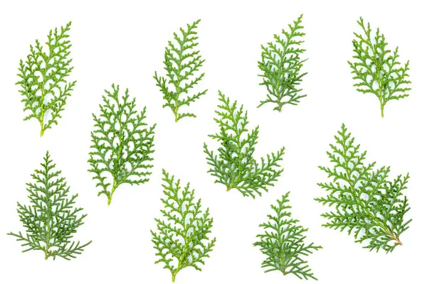 Thuja Orientalis Hinterlässt Blattfragment Heilpflanze Isoliert Auf Weiß Zweig Grüner — Stockfoto