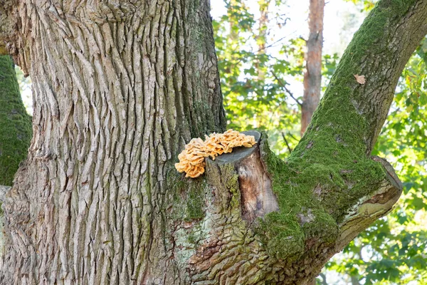 Riesiger Gelber Triturium Zunder Pilzparasit Auf Der Rinde Eines Baumes — Stockfoto