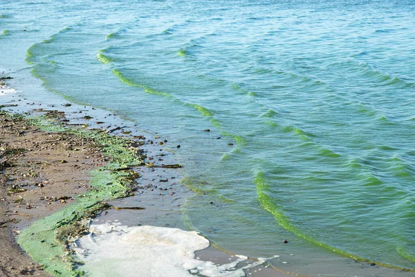 Green water polluted with blue-green algae (Cyanobacteria). Global pollution of the environment and water bodies. Water bloom, reproduction of phytoplankton, algae in the lake, ecology concept of polluted nature.
