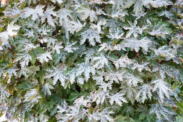 Mehltau Pilzerkrankungen Ahornbäumen Mehltau Auf Ahornblättern Weiße Flecken Von Mehltau — Stockfoto