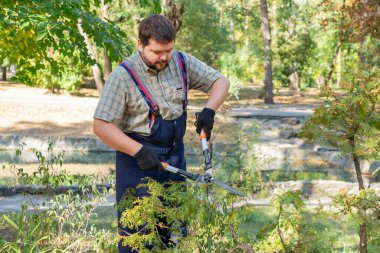 Bahçıvan, bahçe makası, makas ya da kesiciler ile koruyucu eldivenler giyer. Kamu parkında bir thuja ya da ardıç çiti keserler. Arborvitae çiti buduyor.