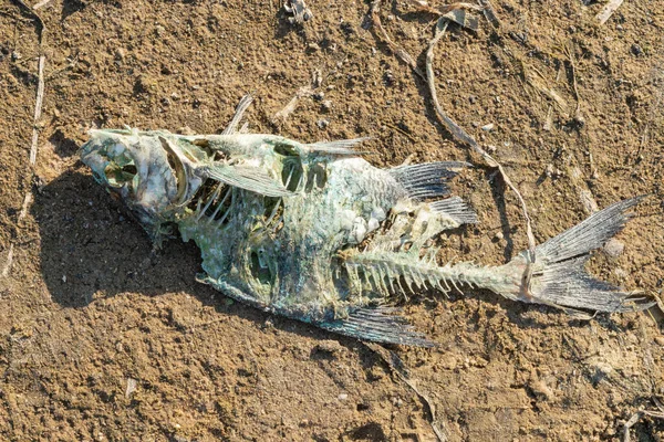 Decadência Cadáver Peixe Fundo Lago Seco Cataclismo Ambiental Morte Animais Imagens De Bancos De Imagens Sem Royalties