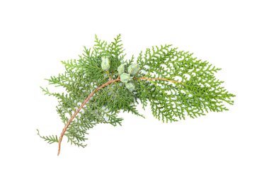 Yeşil thuja dalı beyaz arka planda izole edilmiş. Paketleme, tasarım, model ve sahne oluşturucu için öge.