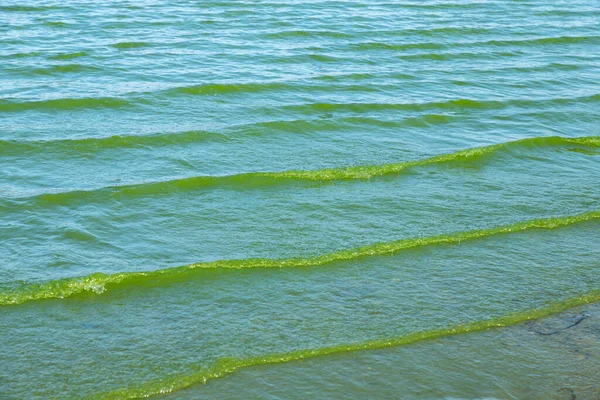 绿水被蓝绿色藻类 全球对环境和水体的污染 水的盛开 浮游植物的繁殖 湖中的藻类 受污染自然的生态概念 — 图库照片