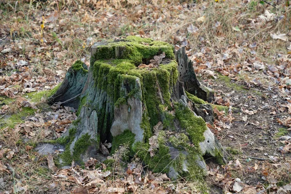 숲에서 이끼로 덮여있는 오래된 줄무늬 클로즈업 — 스톡 사진