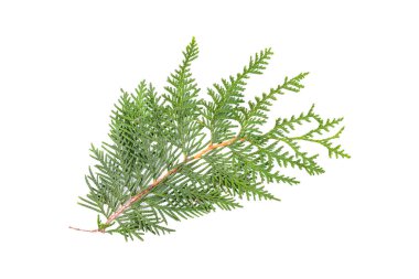 Yeşil thuja dalı beyaz arka planda izole edilmiş. Paketleme, tasarım, model ve sahne oluşturucu için öge.