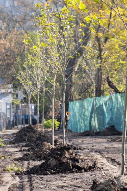 Şehir parkına yeni dikilmiş bir sokak dolusu genç ağaç. Şehir meydanında sıra sıra dikilmiş genç platanus ağaçları. Parkta yeni oluşturulan Sykamore sokağı.