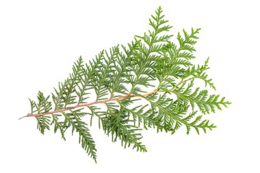 Yeşil thuja dalı beyaz arka planda izole edilmiş. Paketleme, tasarım, model ve sahne oluşturucu için öge.