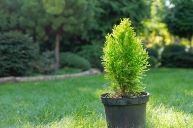 Thuja, selvi tohumu bahçedeki siyah plastik kapta, ekilmeye hazır. Yumuşak seçici odaklı bahçe fotoğrafı. Uzayı kopyala Yakın plan..